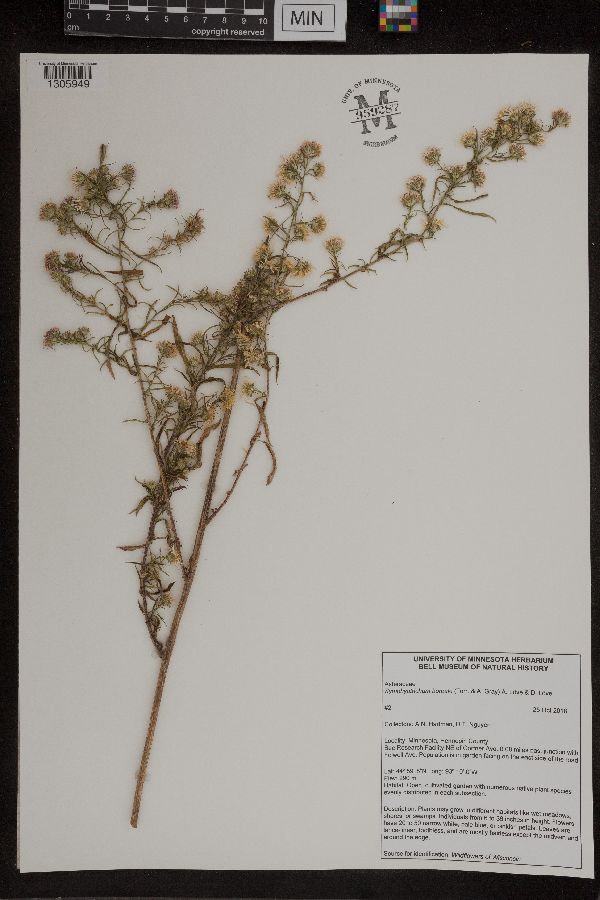 Symphyotrichum boreale image