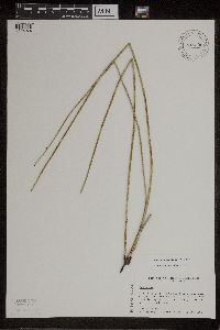 Equisetum x ferrissii image