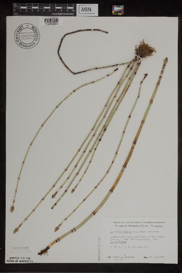 Equisetum x nelsonii image