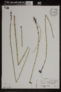 Equisetum x nelsonii image
