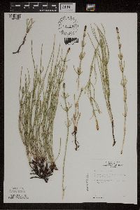 Equisetum palustre image