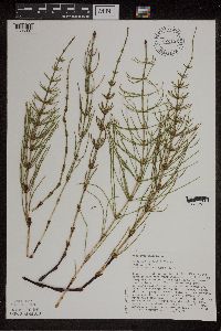 Equisetum palustre image