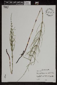 Equisetum palustre image