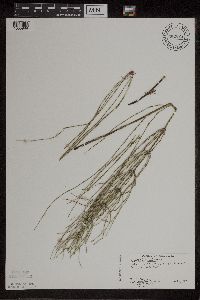 Equisetum palustre image