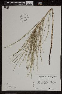 Equisetum palustre image