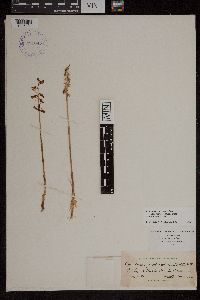 Media resource of Corallorhiza odontorhiza