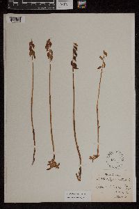 Image of Corallorhiza innata