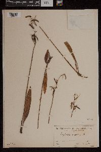 Media resource of Cryptostylis longifolia