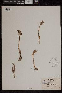 Media resource of Cyclopogon pringlei