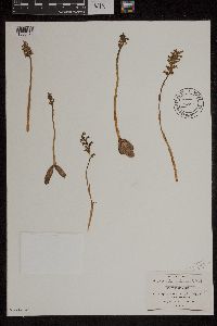 Media resource of Cyclopogon saccatus