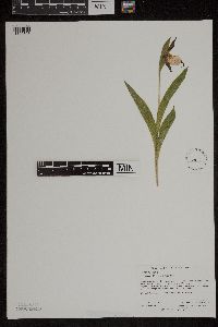 Media resource of Cypripedium x andrewsii