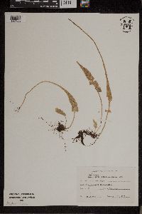 Asplenium rhizophyllum image