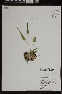 Asplenium rhizophyllum image