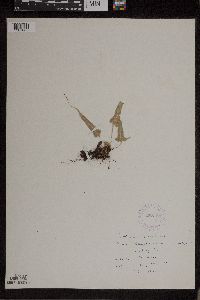 Asplenium rhizophyllum image