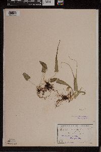 Asplenium rhizophyllum image