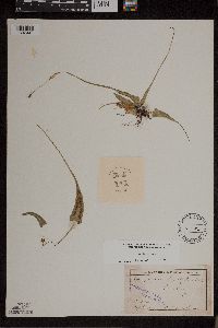 Asplenium rhizophyllum image