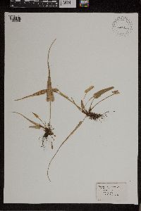 Asplenium rhizophyllum image