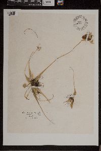 Asplenium rhizophyllum image