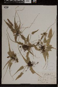 Asplenium rhizophyllum image