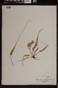 Asplenium rhizophyllum image