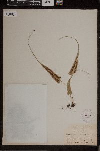 Asplenium rhizophyllum image