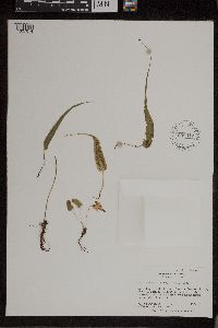 Asplenium rhizophyllum image