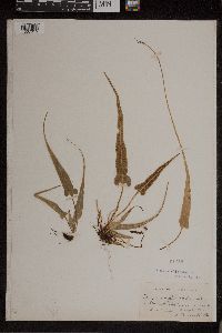 Asplenium rhizophyllum image