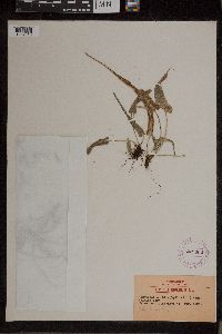 Asplenium rhizophyllum image