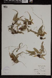 Asplenium rhizophyllum image