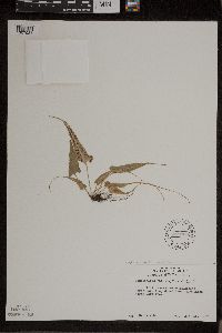 Asplenium rhizophyllum image