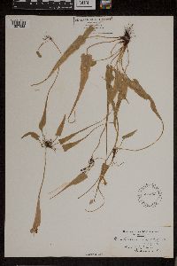 Asplenium rhizophyllum image