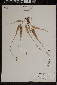 Asplenium rhizophyllum image