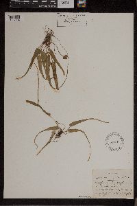 Asplenium rhizophyllum image