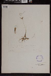 Asplenium rhizophyllum image