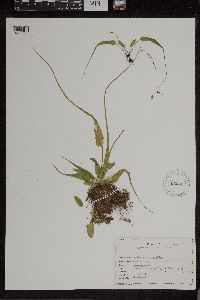 Asplenium rhizophyllum image