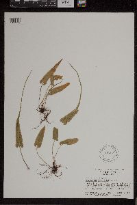 Asplenium rhizophyllum image