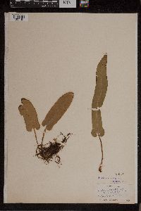 Asplenium scolopendrium image