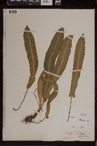 Asplenium scolopendrium image