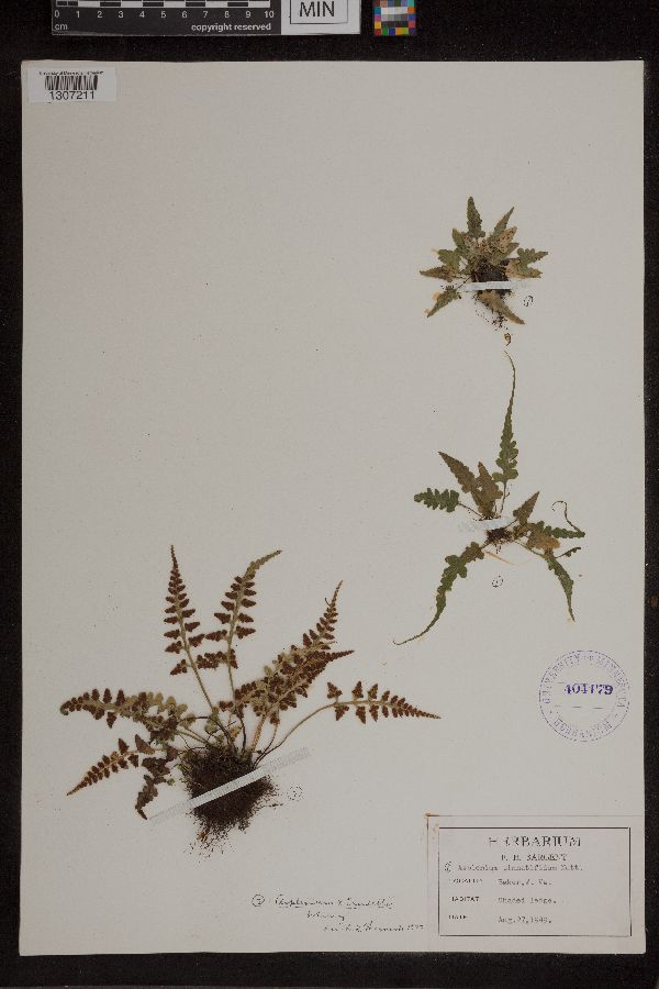 Asplenium x trudellii image