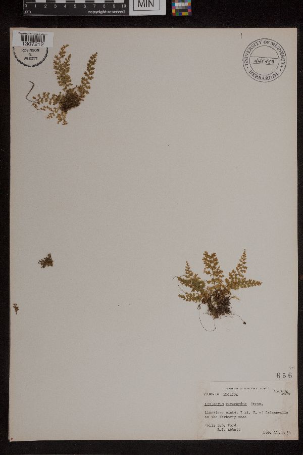 Asplenium verecundum image