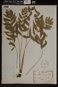 Asplenium abscissum image