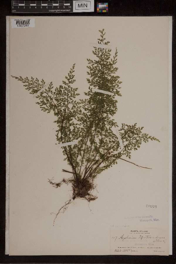 Asplenium monteverdense image