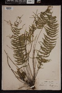 Asplenium harpeodes image