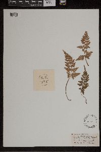 Asplenium adiantum-nigrum image