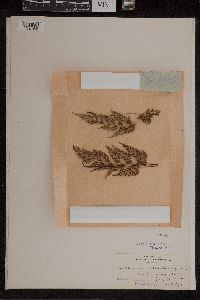 Asplenium adiantum-nigrum image