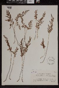 Asplenium adiantum-nigrum image