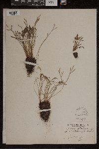 Asplenium septentrionale image