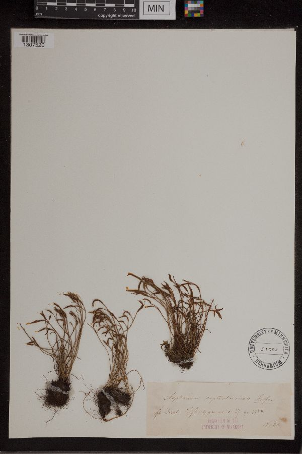 Asplenium septentrionale image