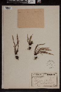 Asplenium trichomanes-ramosum image