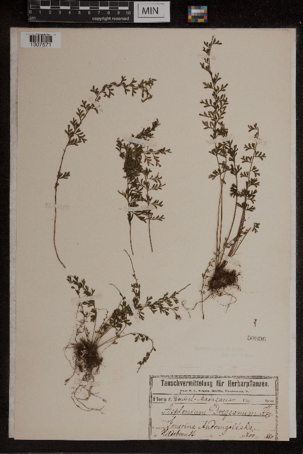 Asplenium dregeanum image